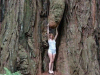 Albero che sembra avere un enorme fallo